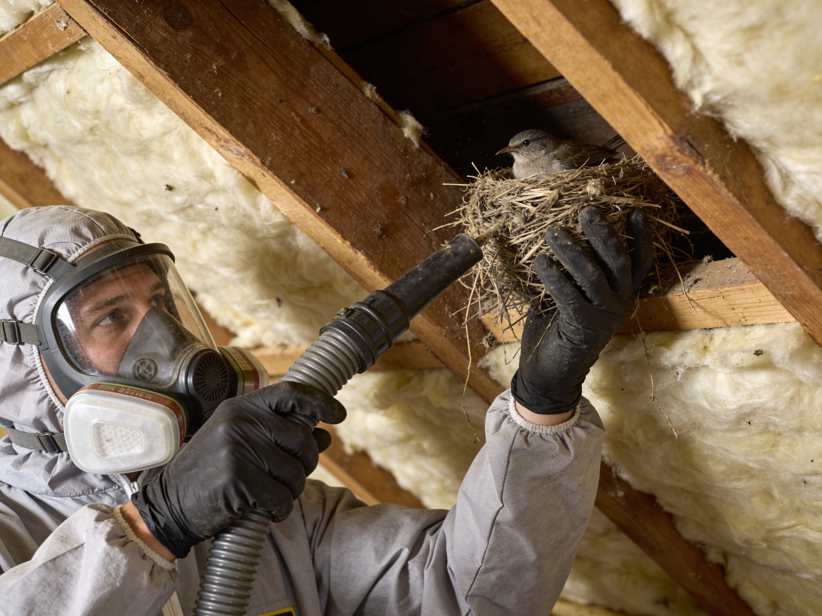 Attic Nest Removal in Kannapolis, NC